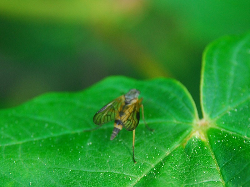 Rhagio vitripennis